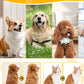 🐶🪮Multifunctional Pet Hair Detangling and Care Comb💈 Effortless Grooming, Care for Your Pet's Coat Health（50% OFF）
